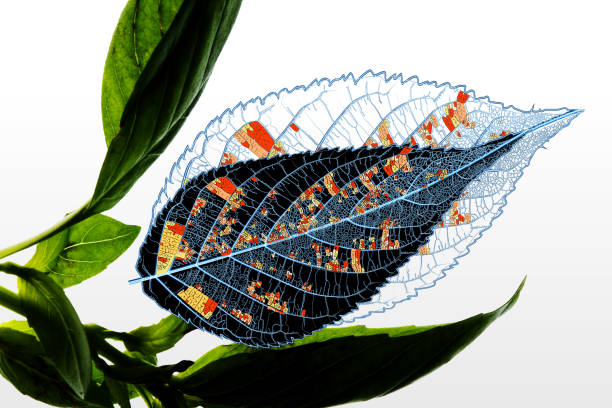 Nanoleaf šviesos panelių modulinis dizainas